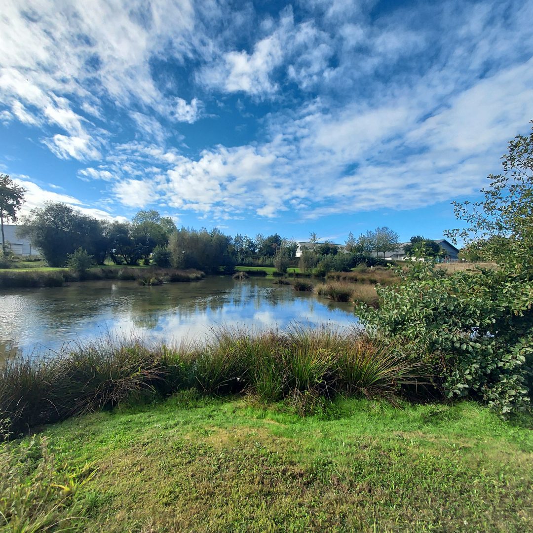 Etang Cornillé - Acanthe