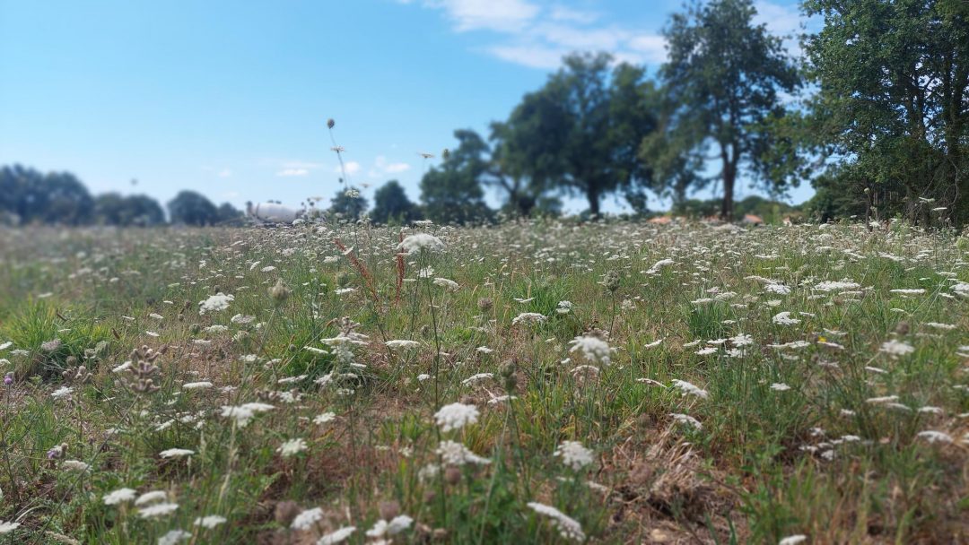 Image de fleurs à Challans