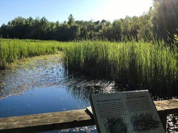 Marais Pres Damont Corné - Terrain à vendre