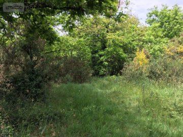 Sel De Bretagne Foret