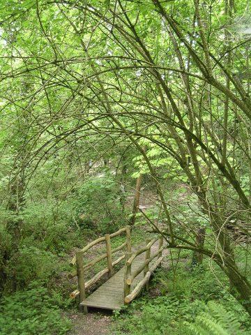 Symphorienpasserelle Du Bois De La Fontaine De L Ecuellee2627