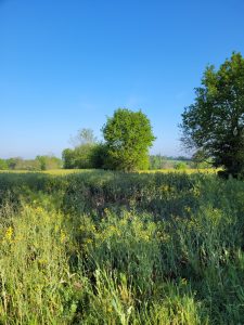 Saint-guyomard - morbihan - Acanthe terrain 