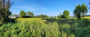 Saint-guyomard - morbihan - Acanthe terrain 