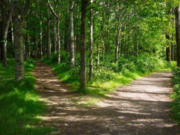 Two Road In Forest,northern Ireland