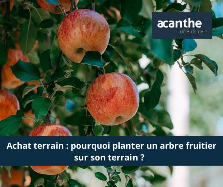 Achat terrain : pourquoi planter un arbre fruitier sur son terrain ? Acanthe terrain