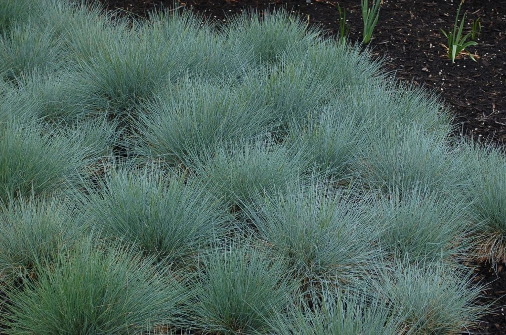 Festuca Ovina Acanthe
