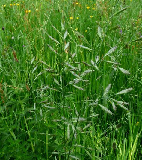 Festuca Rubra Acanthe